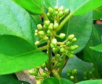 Sugar Level Control : डायबिटीज में खाएं इस पौधे की पत्तियां होगा बेहद फायदा....