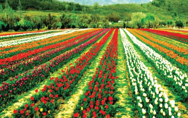 Srinagar Tulip Garden : एशिया का सबसे बड़ा tulip garden 23 मार्च खुलेगा , 15 लाख से ज्यादा flower लगे है इस गार्डन में