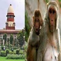 supreme court and high court also troubled by monkeys