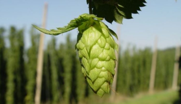 सब्जियां, सबसे महंगी सब्जी, अजब गजब, रोचक जानकारी, Vegetables, Most expensive vegetable, Amazing, Amazing, Interesting information