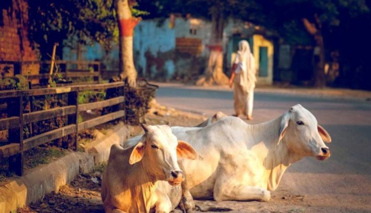 यूपी: योगी सरकार का निर्णय, दूध देना बंद करने पर गाय को छोड़ा तो होगी कार्रवाई