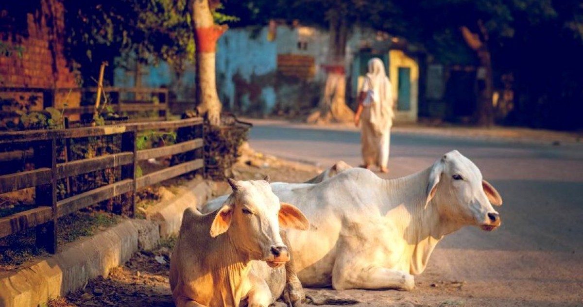 यूपी: योगी सरकार का निर्णय, दूध देना बंद करने पर गाय को छोड़ा तो होगी कार्रवाई