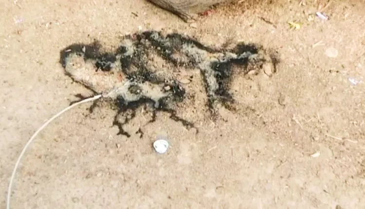 हमीरपुर में हाईटेंशन लाइन की चपेट में आने से बुजुर्ग की मौत, ग्रामीणों ने किया हंगामा