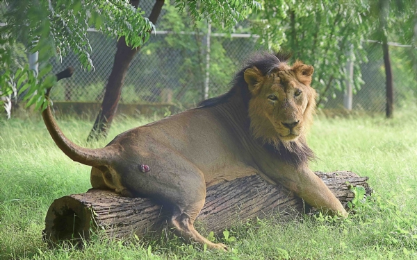 उत्तर प्रदेश, इटावा सफारी पार्क, शेर, मनन, Uttar Pradesh, Etawah Safari Park, Lion, Manan