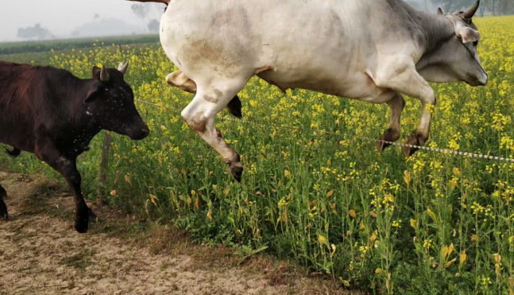 उत्तर प्रदेश, लखनऊ, छुट्टा जानवर, Uttar Pradesh, Lucknow