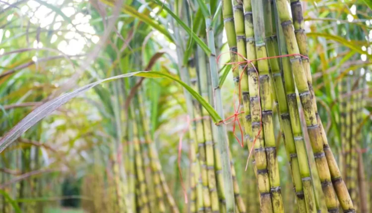 उत्तर प्रदेश , गन्ने की मिठास, गन्ना किसान, चीनी मिल, Uttar Pradesh, Sugarcane Sweetener, Sugarcane Farmer, Sugar Mill