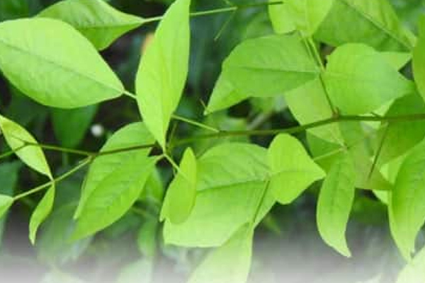 planting a beel leaf tree has these benefits, plant it in this direction, astrology in hindi