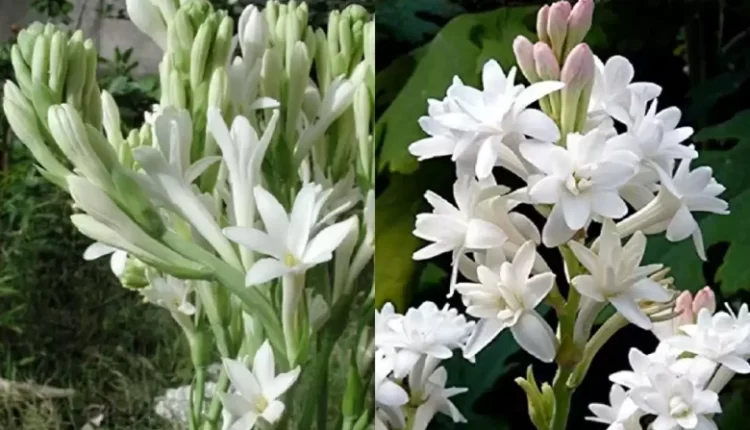वास्तु सशत्र, रजनीगंधा का पौधा, धन वृद्धि, Vastu weapon, tuberose plant, wealth increase