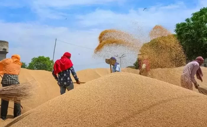 जयेन्द्र प्रताप सिंह राठौर, मूल्य समर्थन योजना, सहकारिता विभाग, गेहूं खरीद, Jayendra Pratap Singh Rathore, Price Support Scheme, Cooperative Department, Wheat Procurement