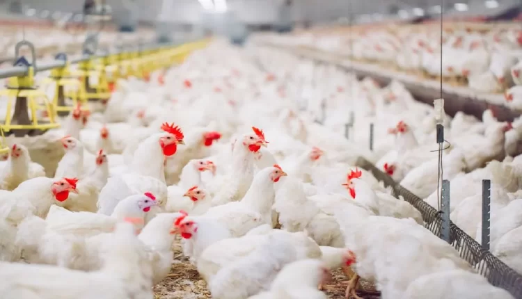 उत्तर प्रदेश, कुक्कुट विकास, अंडा, योगी सरकार, Uttar Pradesh, Poultry Development, Egg, Yogi Sarkar