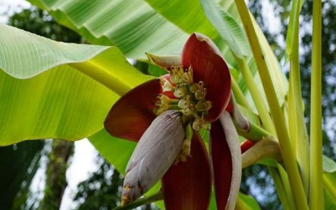 केला, केले के फायदे, सेहत, स्वास्थ्य