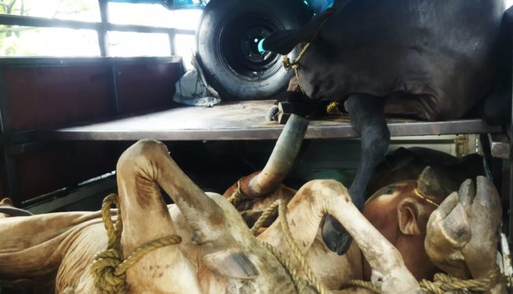 सलेमपुर देवरिया: गौकशी में दो गिरफ्तार मुकदमा दर्ज