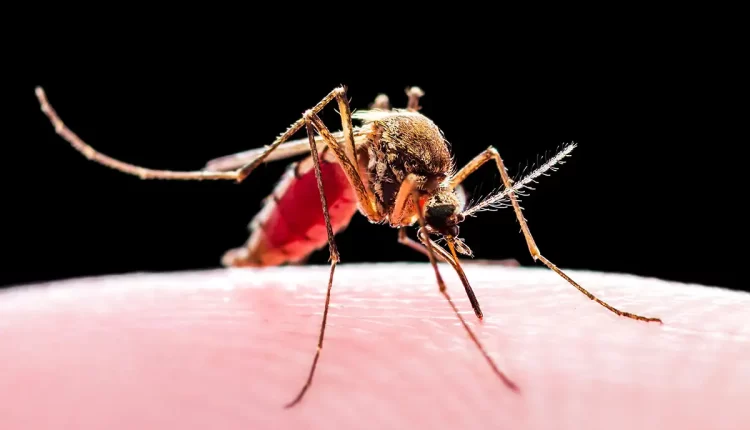 महाराष्ट्र, महाराष्ट्र में मलेरिया, मौत, Malaria, death in Maharashtra, Maharashtra