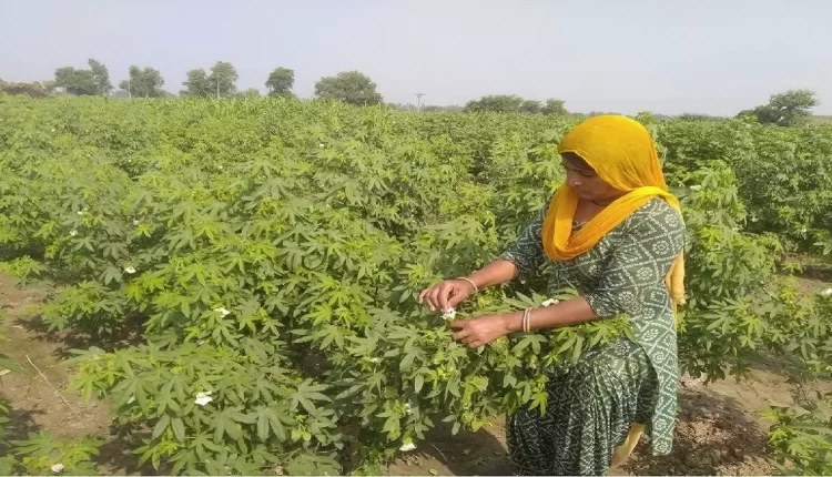 मंजू चौधरी