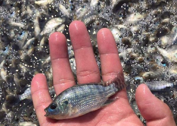 उत्तर प्रदेश, योगी सरकार, मछली बीज के बैंक, निषादराज बोट सब्सिडी योजना