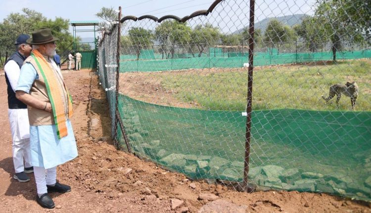 helicopter reached kuno with cheetahs, cheetah, pm modi birthday, narendra modi, pm modi, hindi news, news in hindi, breaking news in hindi, real time news, gwalior news, gwalior news in hindi, real time gwalior city news, real time news, gwalior news khas khabar, gwalior news in hindi