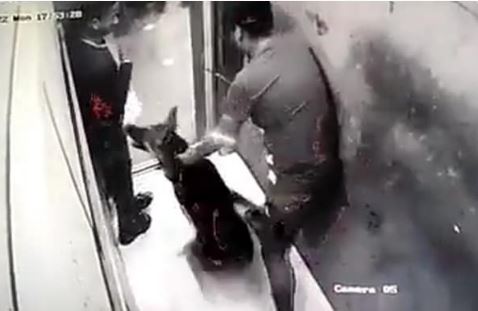 Noida dog viral video