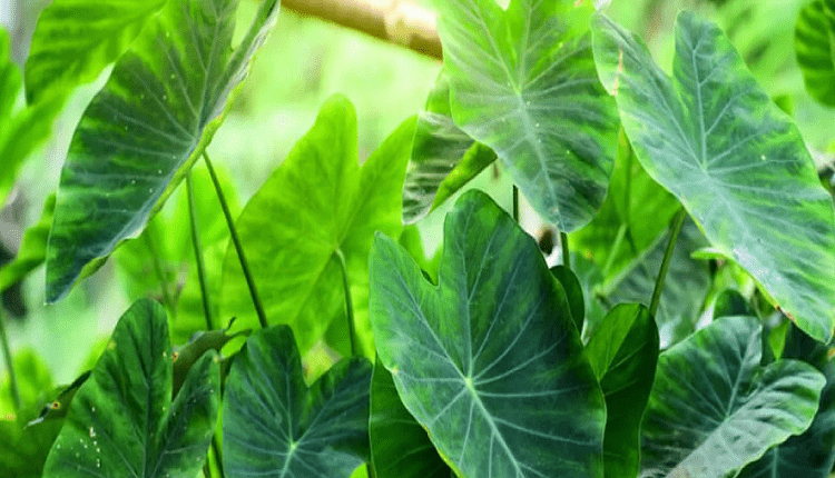 Health Tips: पोषण का भंडार होते हैं अरबी के पत्ते, इन समस्याओं को रखते हैं दूर