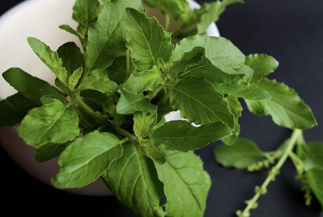 यद आप भी नही जानते होगे तुलसी की पत्तियों से होने वाले ये… जबरदस्त फायदे