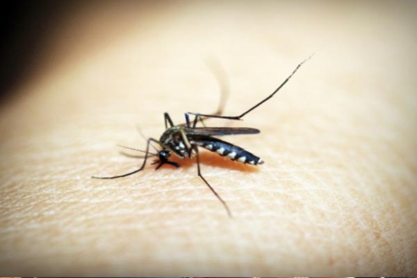 Dengue Update: बिहार में डेंगू के मरीजों की संख्या बढ़ी, होगी एडीज मच्छर के लार्वा की जांच