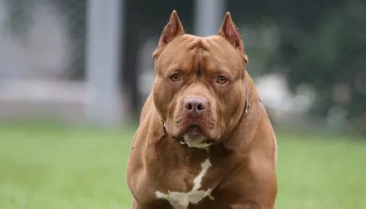 उत्तर प्रदेश, गाजियाबाद, पिटबुल