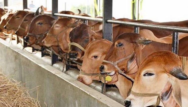 Lumpy Virus, Uttar Pradesh Government, Uttar Pradesh News, Yogi Government, योगी आदित्यनाथ, योगी सरकार, लखनऊ, लंपी वायरस