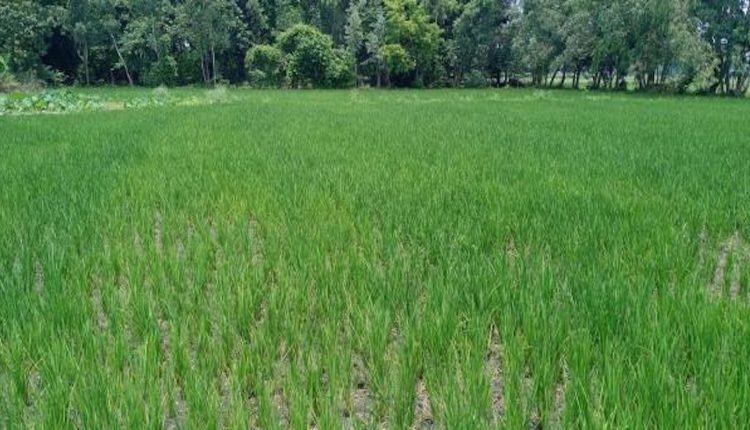 crop growing, Farmernews, infertile ground, Uttar Pradesh Government, Uttar Pradesh News, Yogi Government, कृषि योग्य भूमि, खेती किसानी, पंडित दीनदयाल उपाध्याय किसान समृद्धि योजना, योगी सरकार, लखनऊ