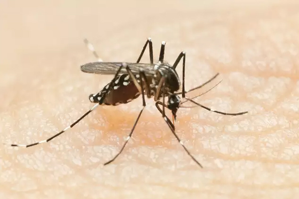 नोएडा में 7 दिन में डेंगू के 22 नए मामले आए सामने