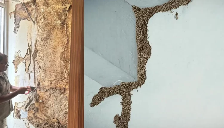 दीमक से फर्नीचर और दीवार को बचाने के लिए अपनाएं ये आसान घरेलू उपाय!